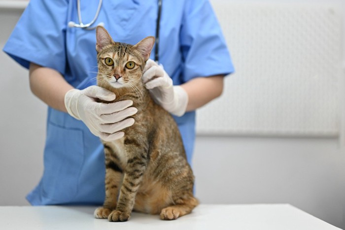 獣医師と猫のイメージ