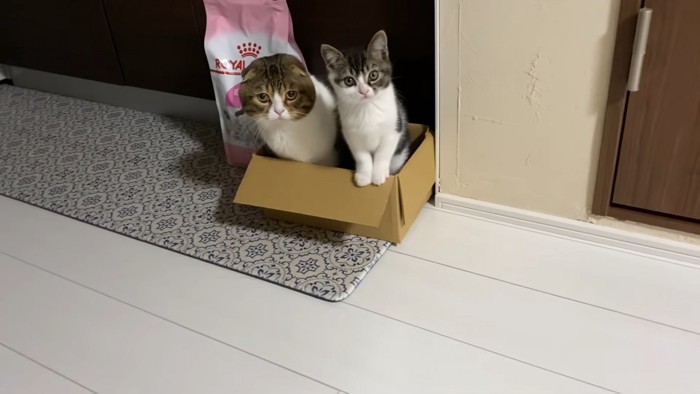 箱の縁に前足をかける子猫