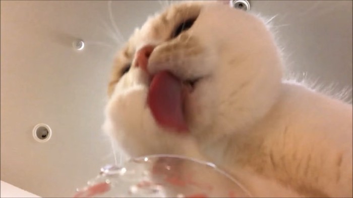 舌が見える猫