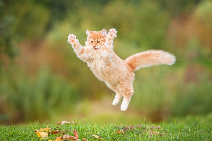 草原でジャンプしている猫