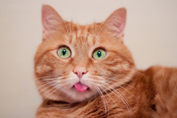 驚いた表情で舌を出している茶猫