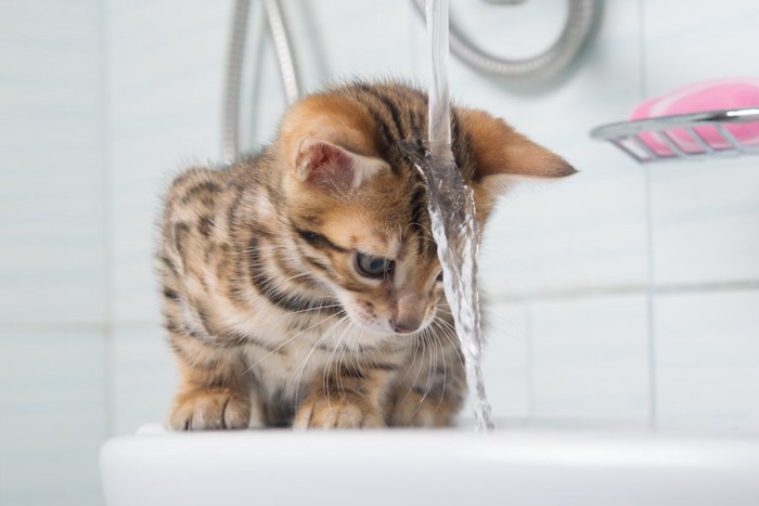 蛇口の水を頭から被る子猫