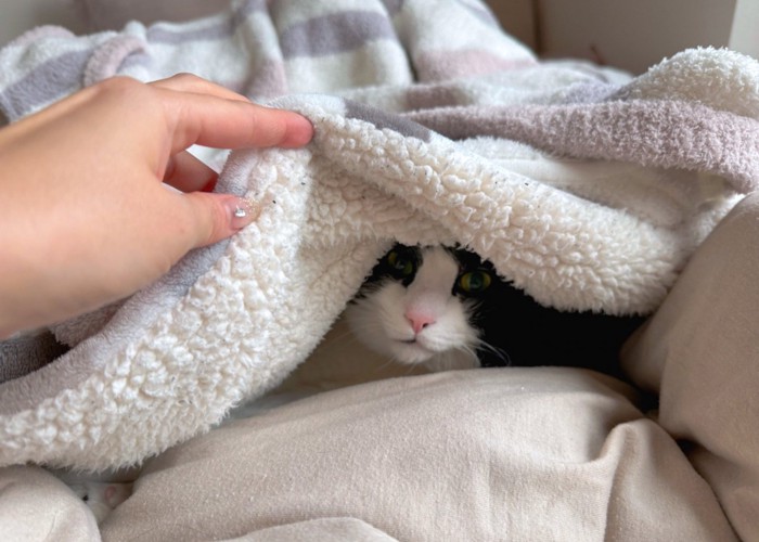 布団の中で温まる猫