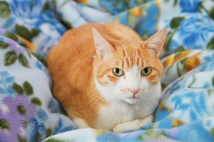 毛布でくつろぐ猫