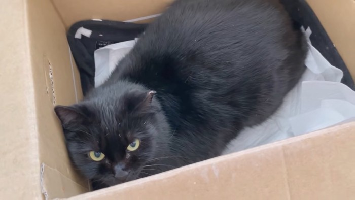 箱の中の黒猫