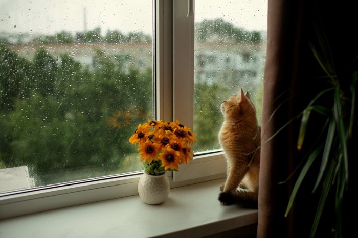 雨の日と猫