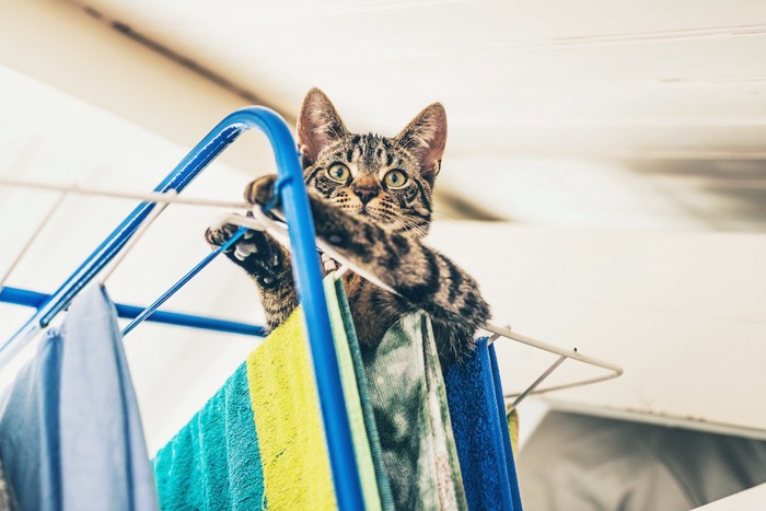 干されているタオルの上にいる猫
