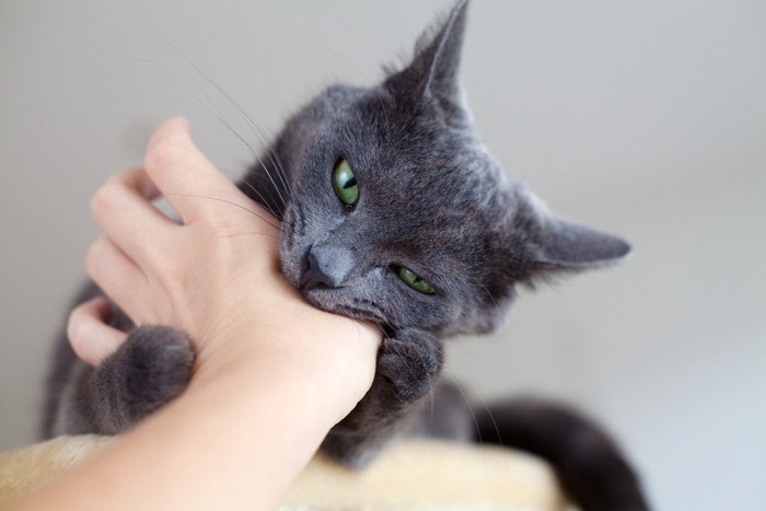 人の手を噛むグレーの猫