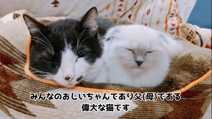 隣どうしで眠る2匹の猫