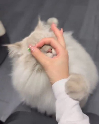 人の手に鼻をつける猫