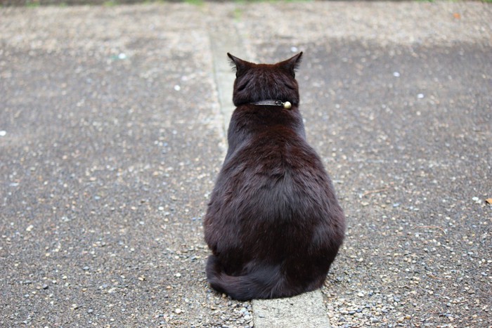 後ろを向いている黒猫