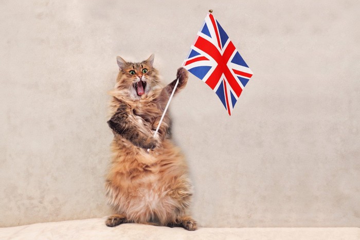 イギリス国旗を持ってたつ猫