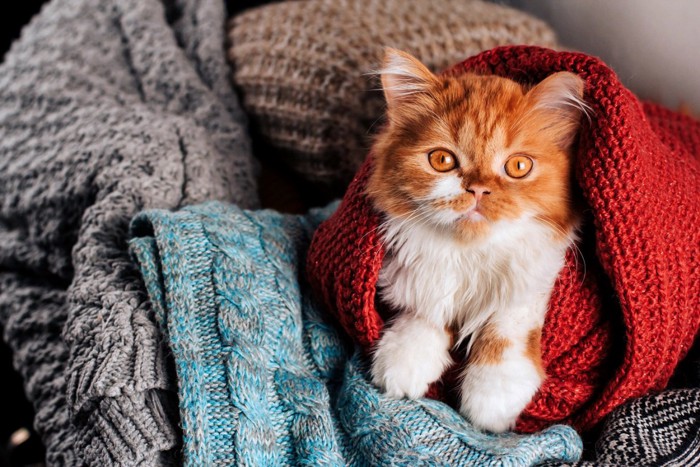 セーターに囲まれる猫