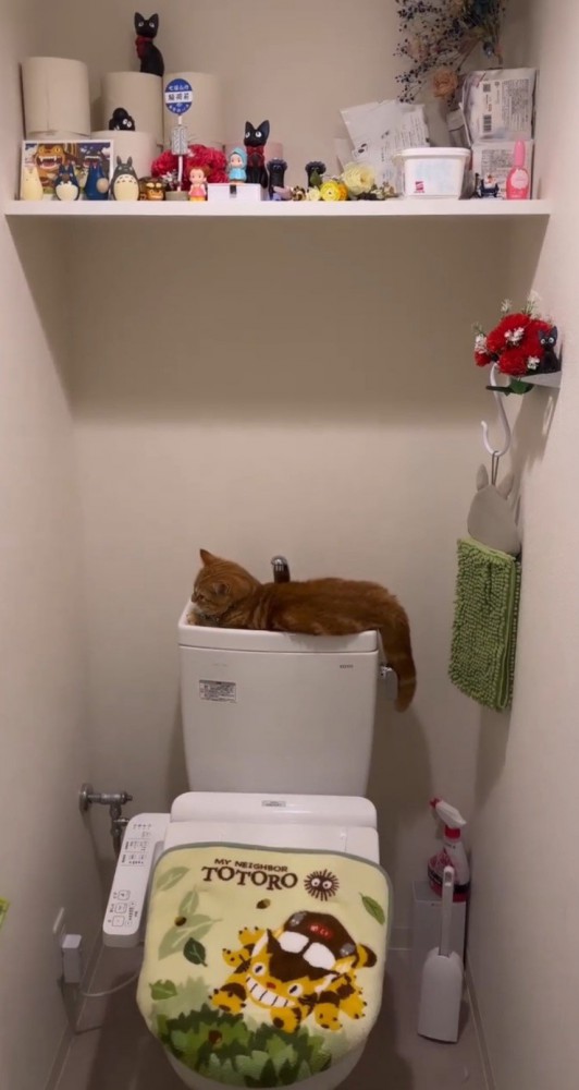 トイレタンクの上の猫3