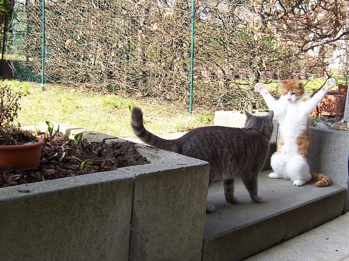 庭で向きあう二匹の猫
