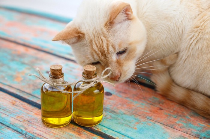香水瓶と猫