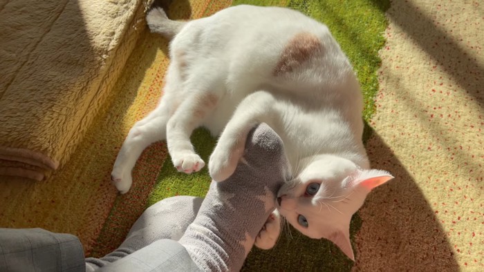 足を噛む猫
