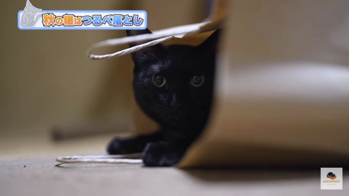 紙袋からのぞく黒猫