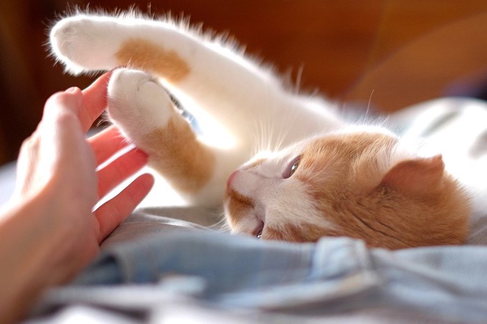 仰向けになる猫の前足を触る人の手