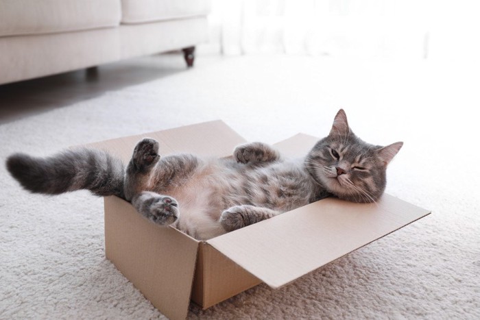 箱でヘソ天の猫