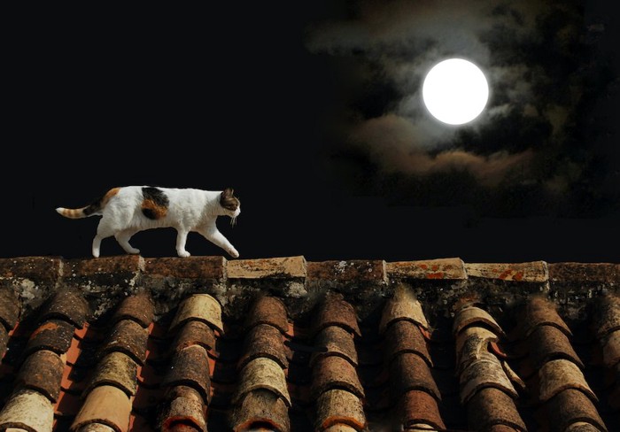 月明かりの下で屋根の上を歩く猫