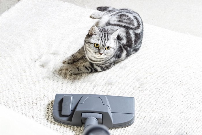 掃除機に対抗する猫