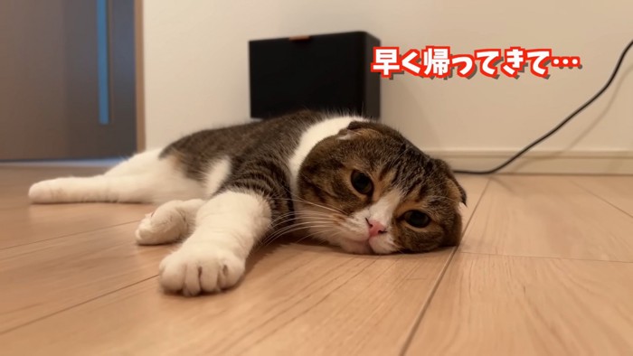 横になっている猫の顔