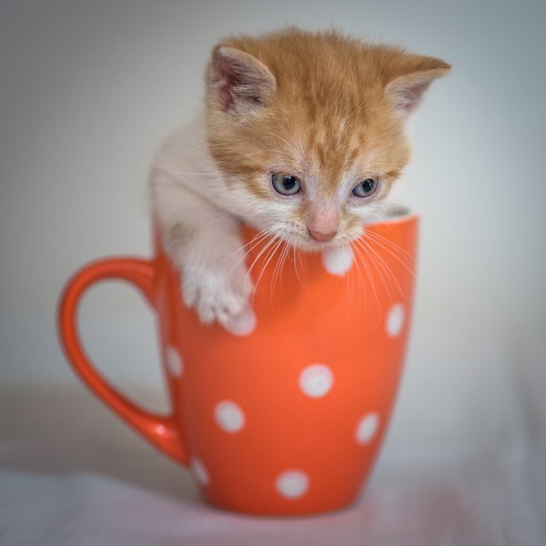 オレンジのカップに入る子猫