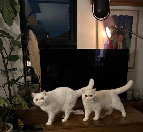 2匹の猫