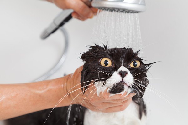 シャワーをかけられた黒白猫