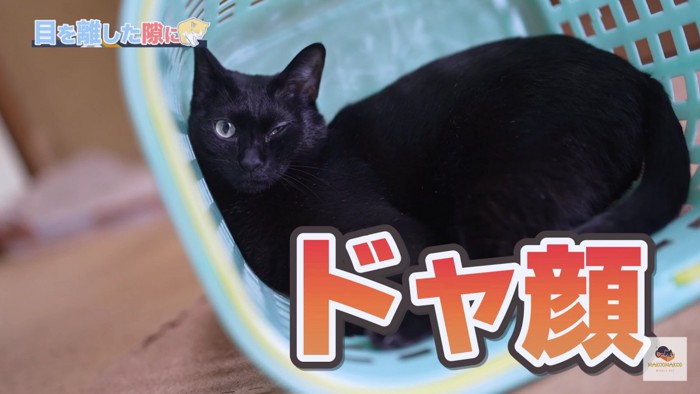 ドヤ顔の黒猫