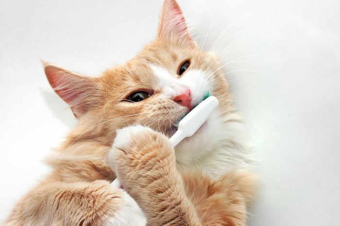 歯ブラシを口に当てている猫