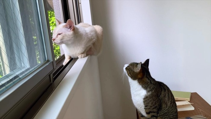 外を見るベージュ猫とそれを見るキジシロ