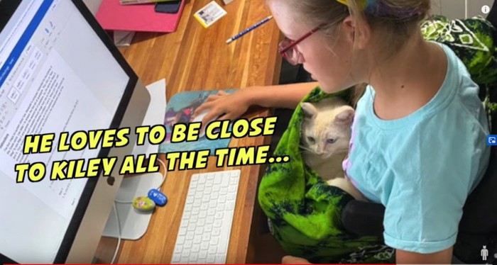 コンピュータに向かう少女と膝の上の猫