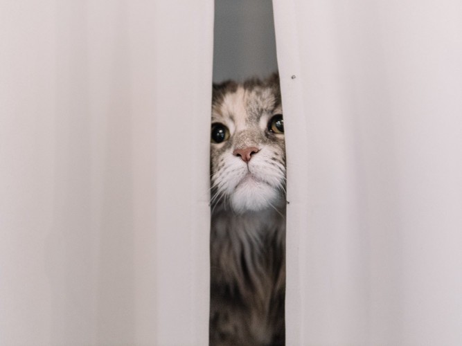 カーテンの隙間から覗く猫