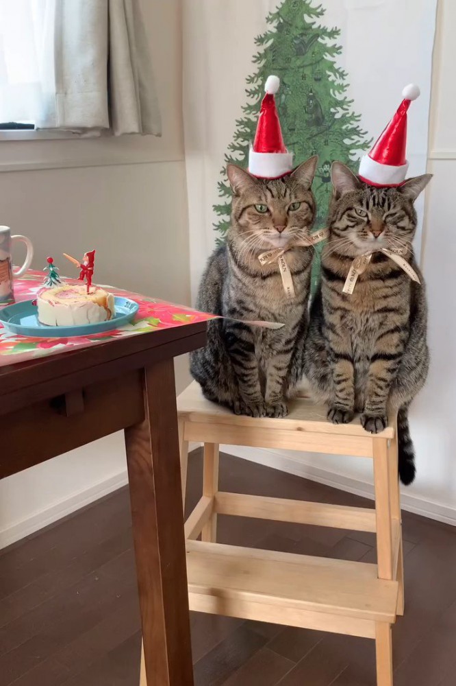 クリスマスの帽子をかぶった猫