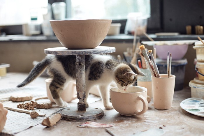 陶芸工房で遊ぶ子猫