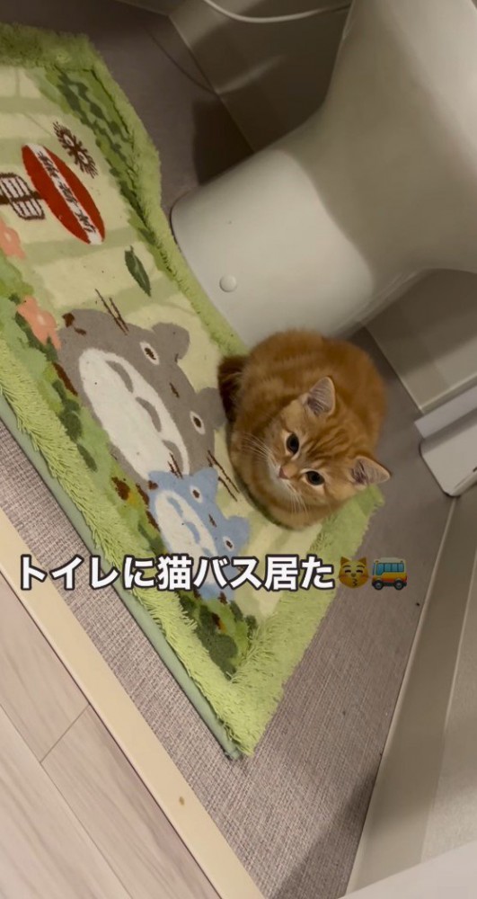 トイレマットの上の子猫5