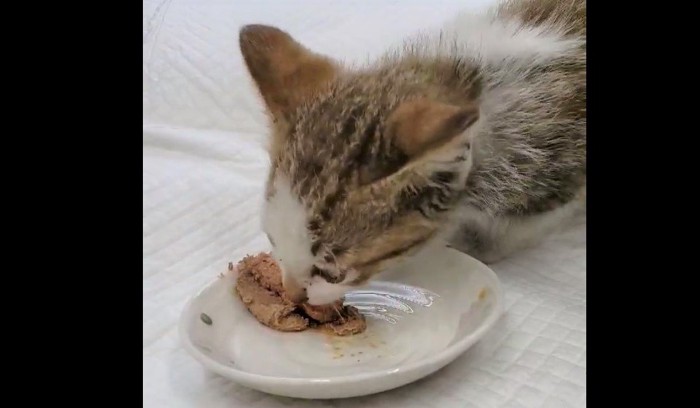 ウエットフードを食べる子猫