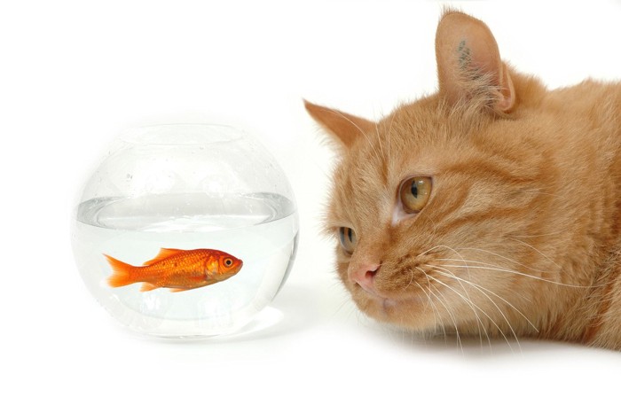 金魚を見つめる猫