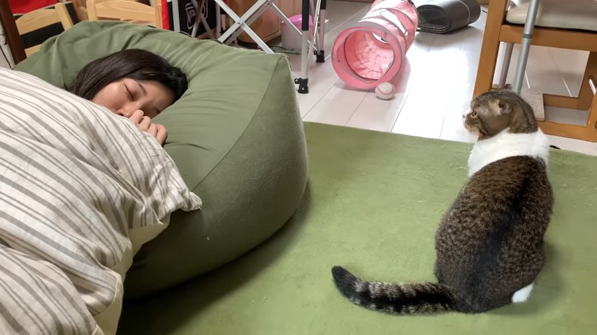 寝ている人隣に座る猫