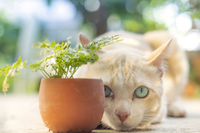 植木の陰に隠れる猫