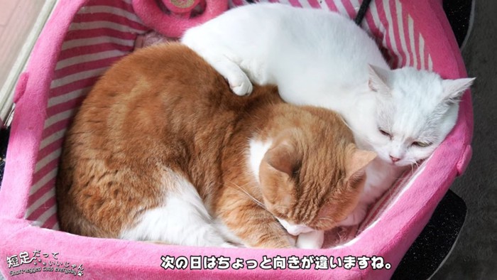 同じ方向を向いて寝る2匹の猫