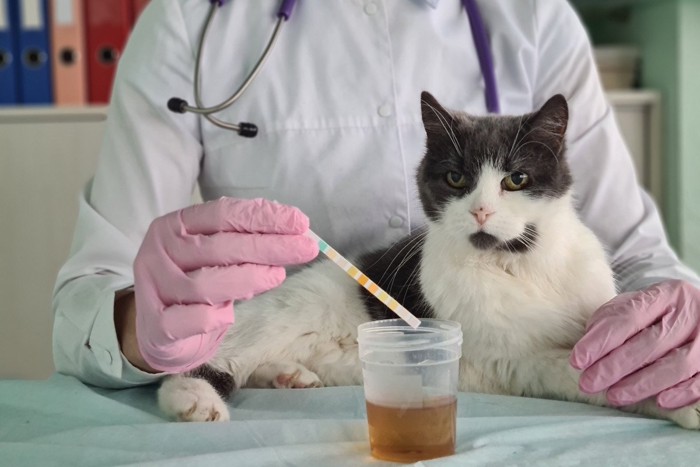 猫の尿検査