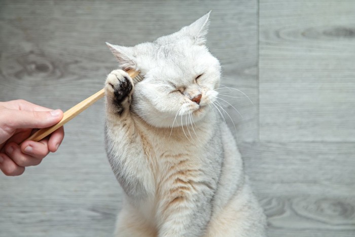 歯ブラシマッサージされる白猫