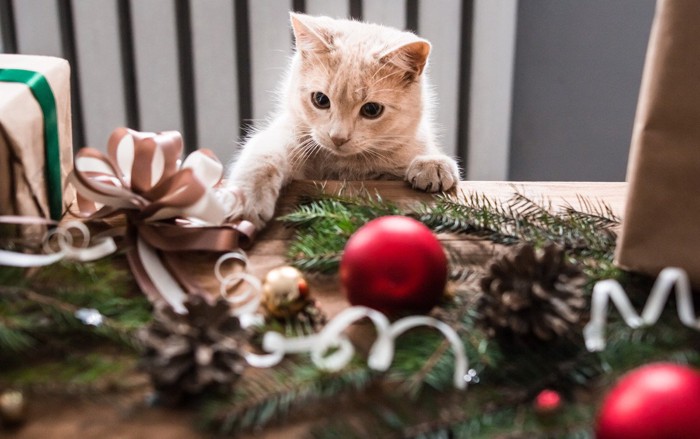 クリスマスの飾りと猫