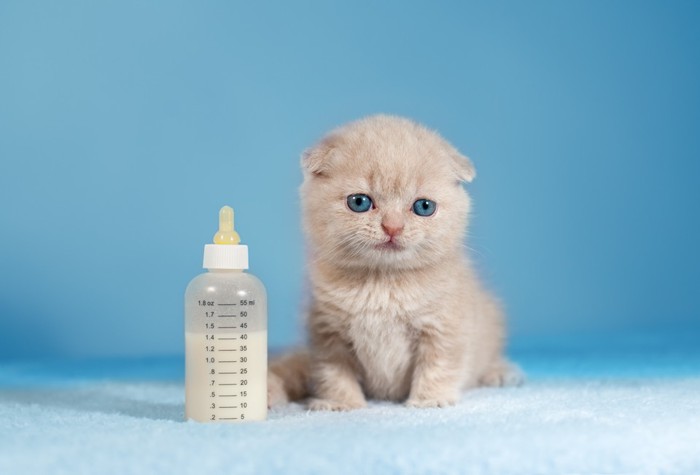 子猫とミルクの哺乳瓶