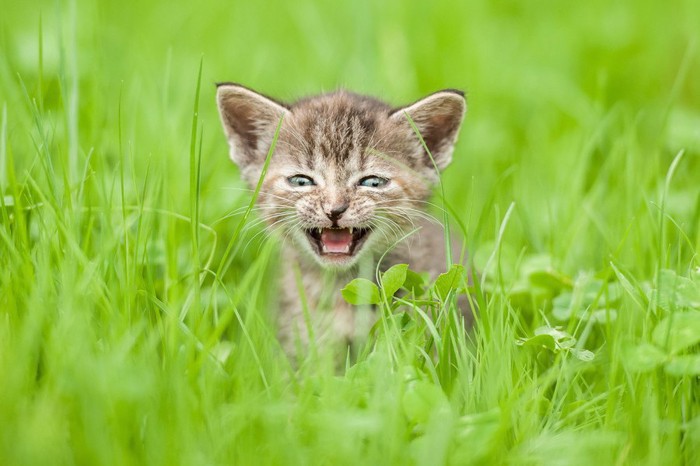 草むらで鳴く猫