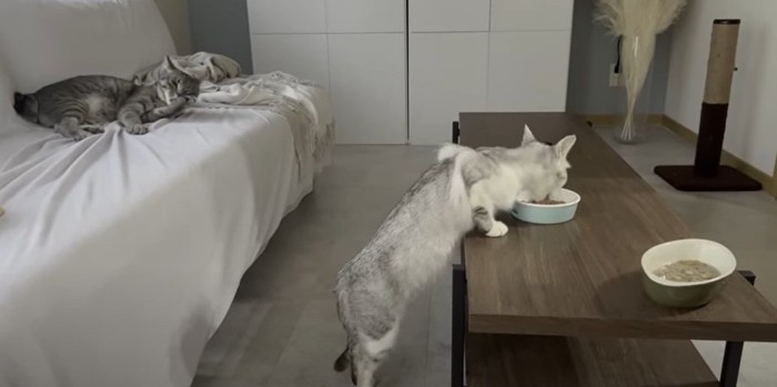 ごはんを食べる猫とソファの上の猫