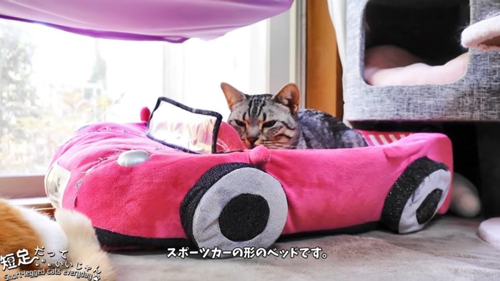 車の形のベッドに乗る猫
